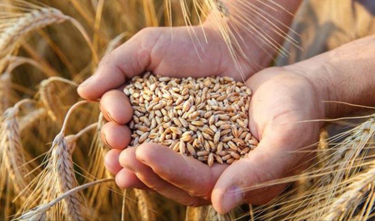 Konya’da TMO Deposunda 7 Bin 500 Ton buğday çalınmıştı! Olayla ilgili Yeni Gelişme  
