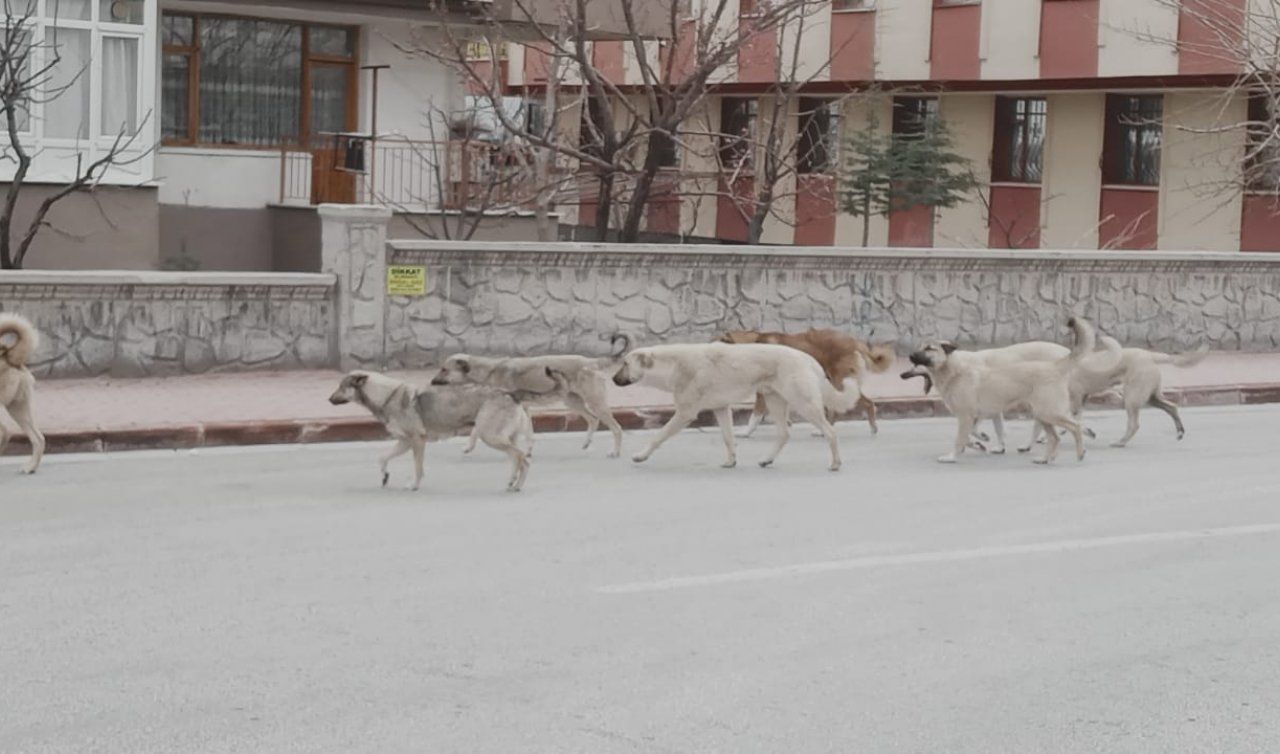 Konya’da bu okulun başı köpeklerle dertte!