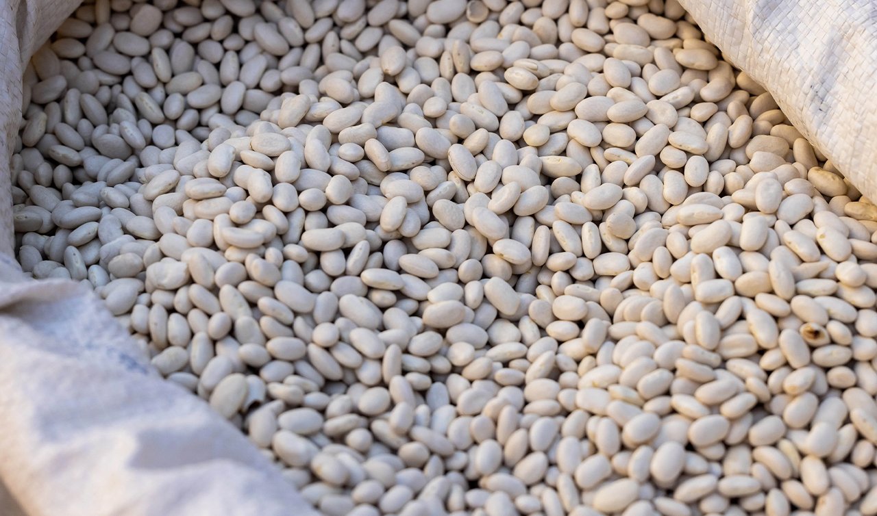 Konya’da çiftçilere 58 bin 700 kilo sertifikalı fasulye dağıtıldı!