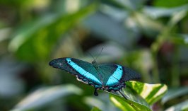 60 türden binlerce kelebeğe ev sahipliği yapan Konya Tropikal Kelebek Bahçesi’nde masalsı yolculuk