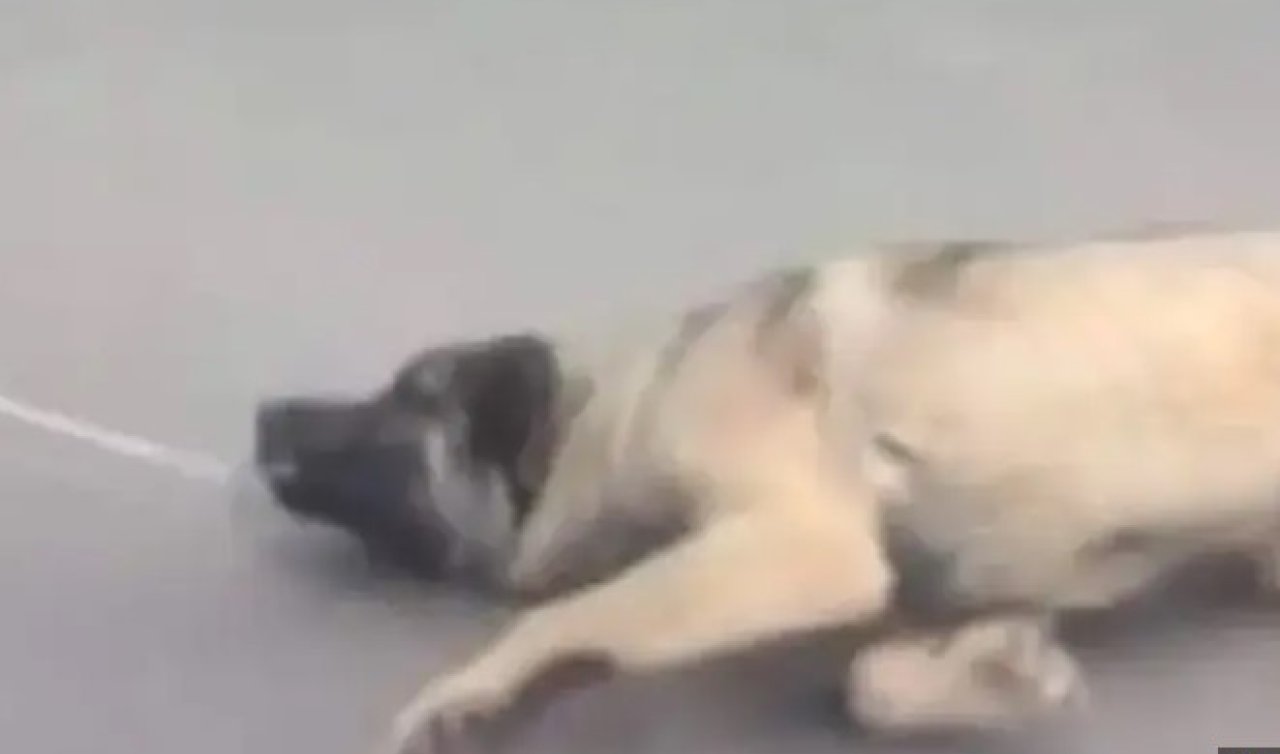 Konya’da köpeği aracının arkasına bağlayarak sürükledi! Polisler harekete geçti!