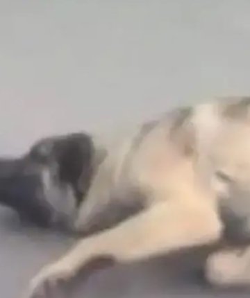 Konya’da köpeği aracının arkasına bağlayarak metrelerce sürükledi! Polisler harekete geçti!