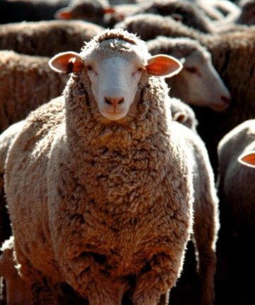 Konya’da 18 koyunu çalıp hayvan pazarında satarken yakayı ele verdi