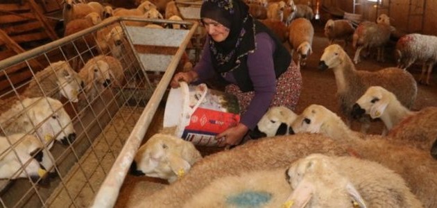 Hibe desteğiyle aldığı koyun sayısını 5 yılda 5 katına çıkardı