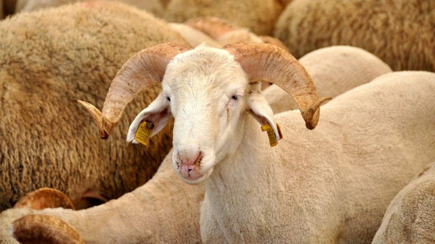 KONYA’DA KURBAN FİYATLARI TÜRKİYE ORTALAMASININ ALTINDA