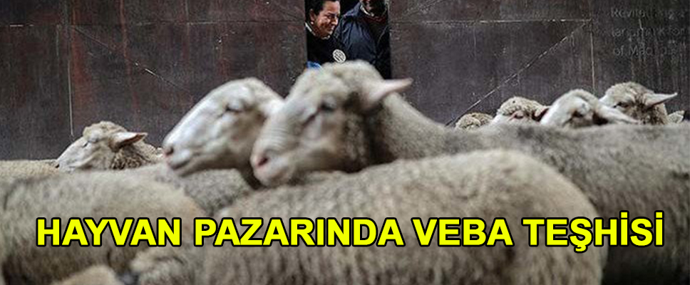 HAYVAN PAZARINDA VEBA TEŞHİSİ