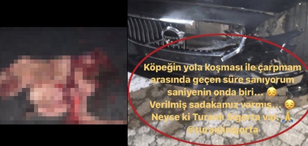  ÇARPTIĞI KÖPEĞİ SOSYAL MEDYADAN PAYLAŞINCA TEPKİLERİ ÜZERİNE ÇEKTİ 