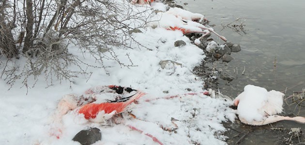 İVRİZ BARAJINDA SOĞUK HAVALARA DAYANAMADILAR