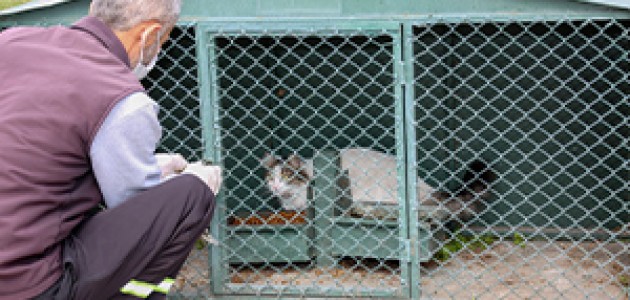 MERAM BELEDİYESİ KAVURUCU YAZ SICAĞINDA SOKAK HAYVANLARINI İHMAL ETMİYOR