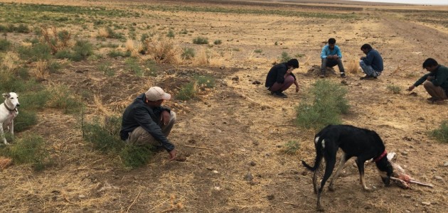 Kulu'da Köpekle Tavşan Avlayan Kişilere Ceza Kesildi