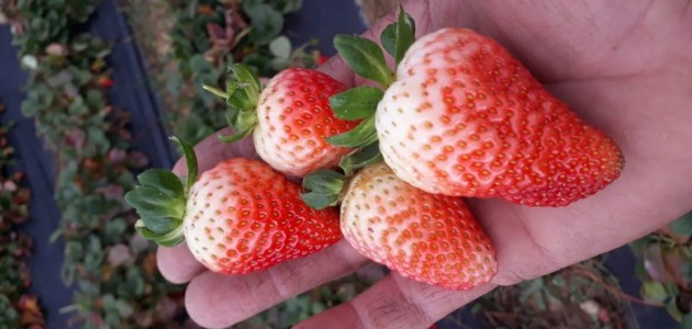 Hüyük'te Kış Mevsiminde Çilek Hasadı 