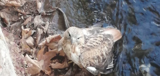 Bozkır'da Jandarma Ekipleri Yaralı Kızıl Şahine Yardım Eli Uzattı