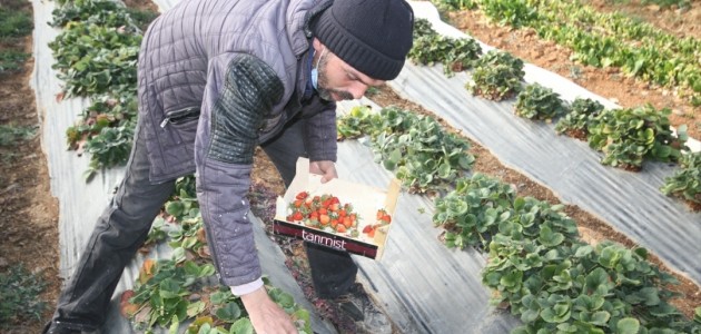 Konya'dan Maldivler'e Serasında Ürettiği Çilekleri Gönderiyor