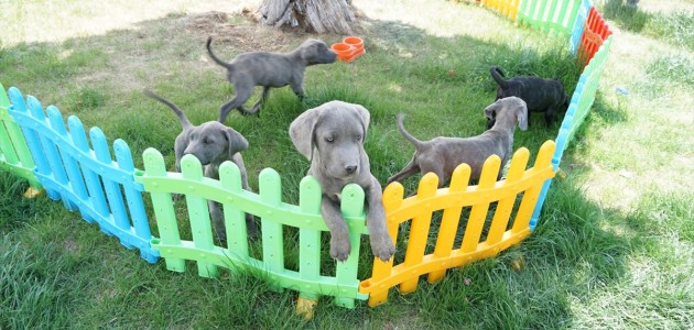 Konya'da 11 Tane Köpeğe Şiddet Uygulandığı Belirlendi