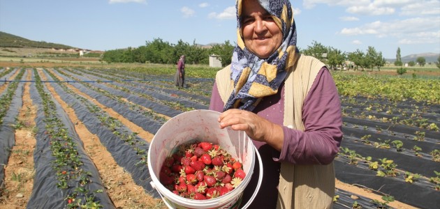 Hüyük Çileği Coğrafi İşaretle Tescillendi
