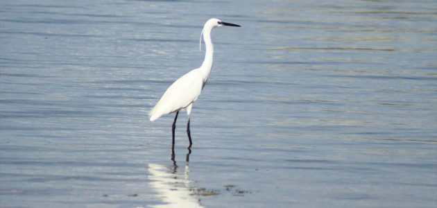  Beyşehir Gölü Kıyıları,  Kuş Cennetine Döndü
