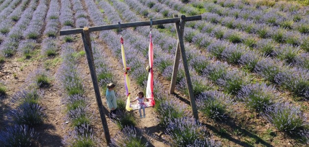 Köylerine Lavanta Bahçesi Kurdular