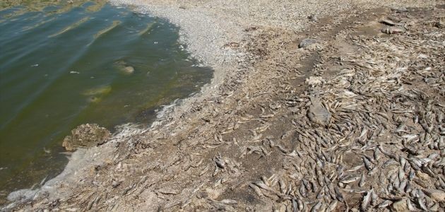 YİNE KURAKLIK, YİNE ÖLÜM!