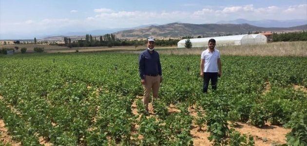 Hüyük'te Ekili Kuru Fasulye Alanlarında İnceleme