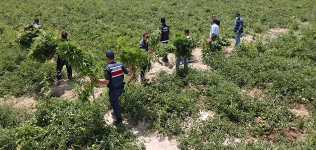 DOMATES TARLASINDA KENEVİR Mİ?