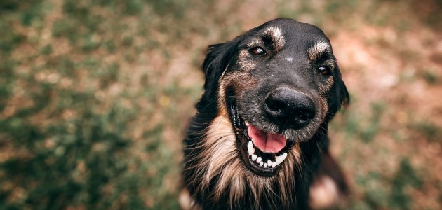 KÖPEK KAVGASI DAVASI AÇIKLANDI