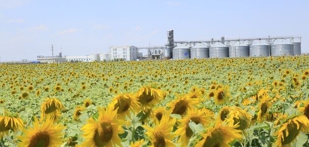 KONYA ŞEKER AYÇİÇEK ALIMINA BAŞLADI