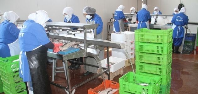 Konya’da ki Su Ürünleri İşleme Tesisinden 5 Ülkeye Deniz Ürünü İhracatı