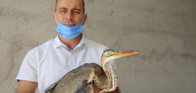 KONYA'DA BALABAN KUŞU BULUNDU