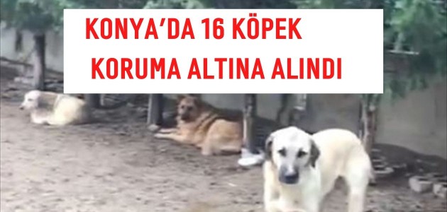 VİLLADA 16 KÖPEK KORUMA ALTINA ALINDI