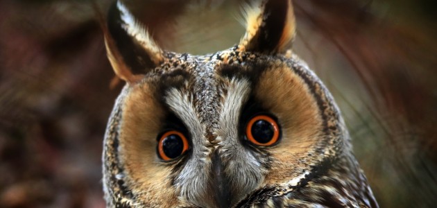 Tuz Gölü'nün kulaklı orman baykuşları doğal ortamında görüntülendi