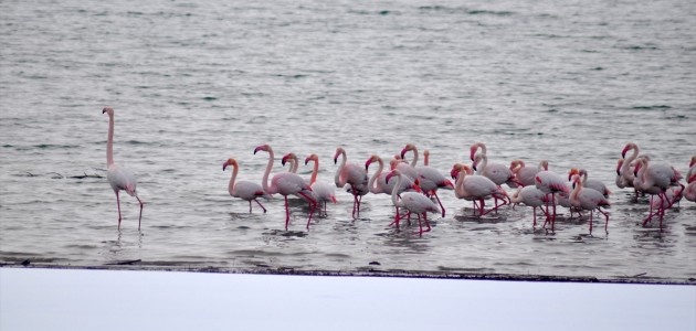 Sulak alanlar donunca İvriz Barajı bu yıl da flamingoları misafir etti