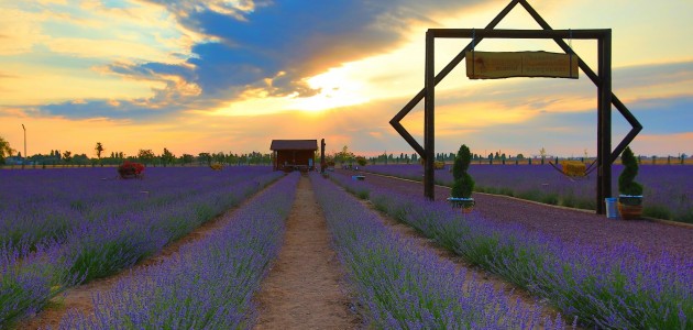 Karatay Lavanta Bahçesi 2 Temmuz'da kapılarını açıyor