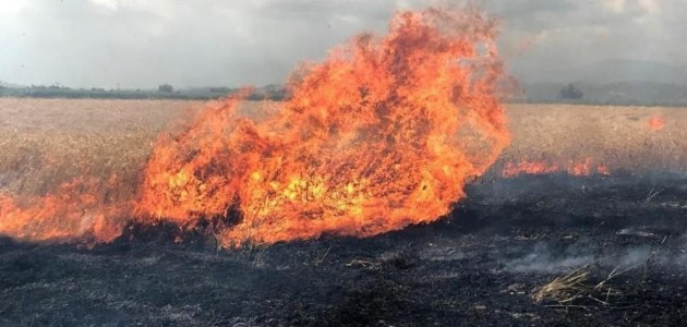  Bir buğday tarlası yangını daha!
