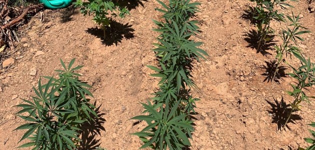  Hint keneviri yetiştiren 2 kişi tutuklandı