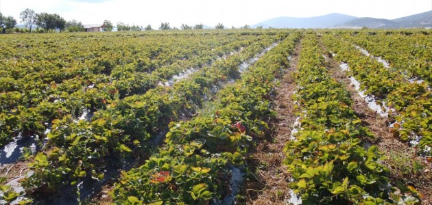 Hüyük'te üretiliyor! Yılda 4-5 kez ürün veriyor