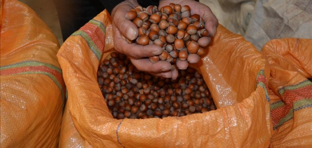 Fındıkta hasat yapılmasın uyarısı!