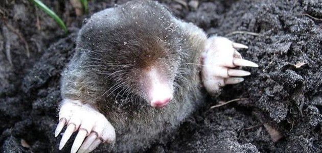  KÖSTEBEKLER YAŞAMAK İSTİYOR!