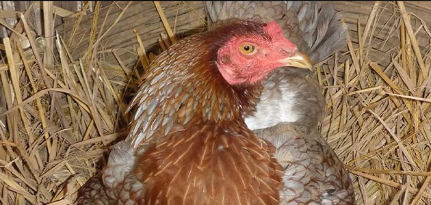  TAVUKTAN BU KEZ YUMURTA DEĞİL, BAKIN NE ÇIKTI