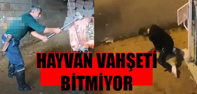  HAYVAN VAHŞETİ BİTMİYOR 