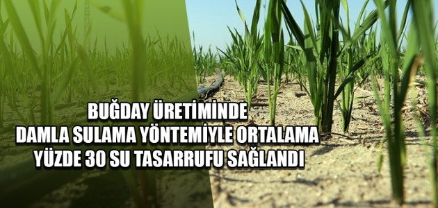  BUĞDAY ÜRETİMİNDE DAMLA SULAMA YÖNTEMİYLE ORTALAMA YÜZDE 30 SU TASARRUFU SAĞLANDI
