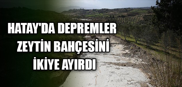  HATAY'DA DEPREMLER ZEYTİN BAHÇESİNİ İKİYE AYIRDI