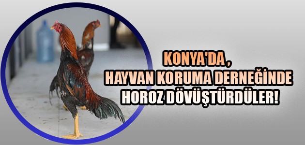KONYA'DA HAYVAN KORUMA DERNEĞİNDE HOROZ DÖVÜŞTÜRDÜLER!