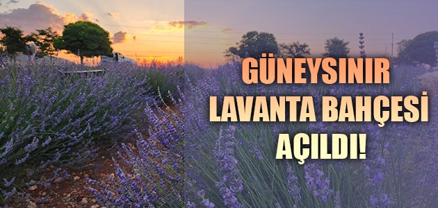 GÜNEYSINIR LAVANTA BAHÇESİ AÇILDI!