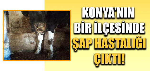 KONYA’NIN BİR İLÇESİNDE ŞAP HASTALIĞI ÇIKTI!
