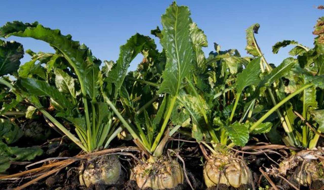 Konya’da tarihte görülmeyen oranda bir indirime gidildi: Konya’da Şeker fiyatları ne kadar?