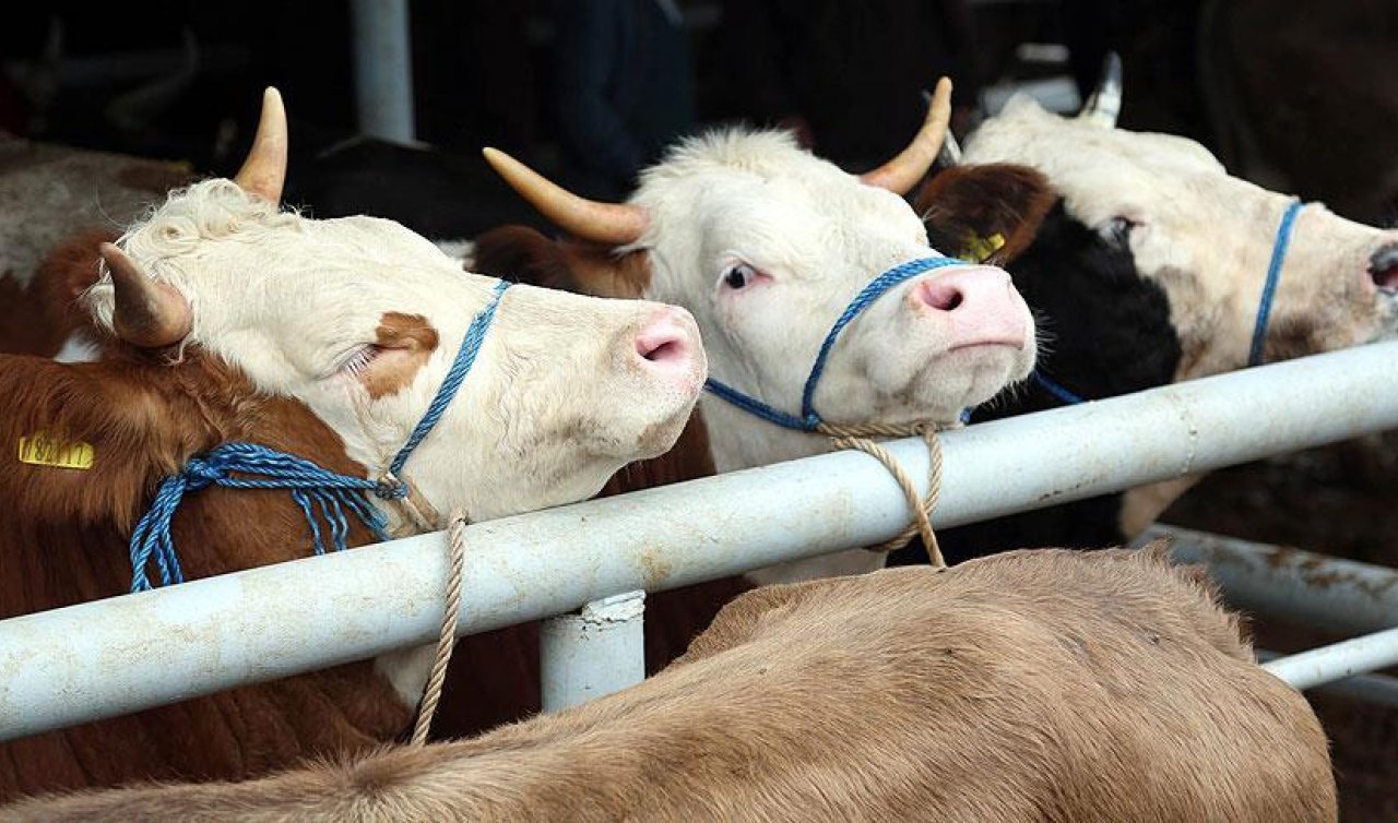  Hayvancılık ve Gıda’da  768 Milyon TL hibe desteği sağlanacak