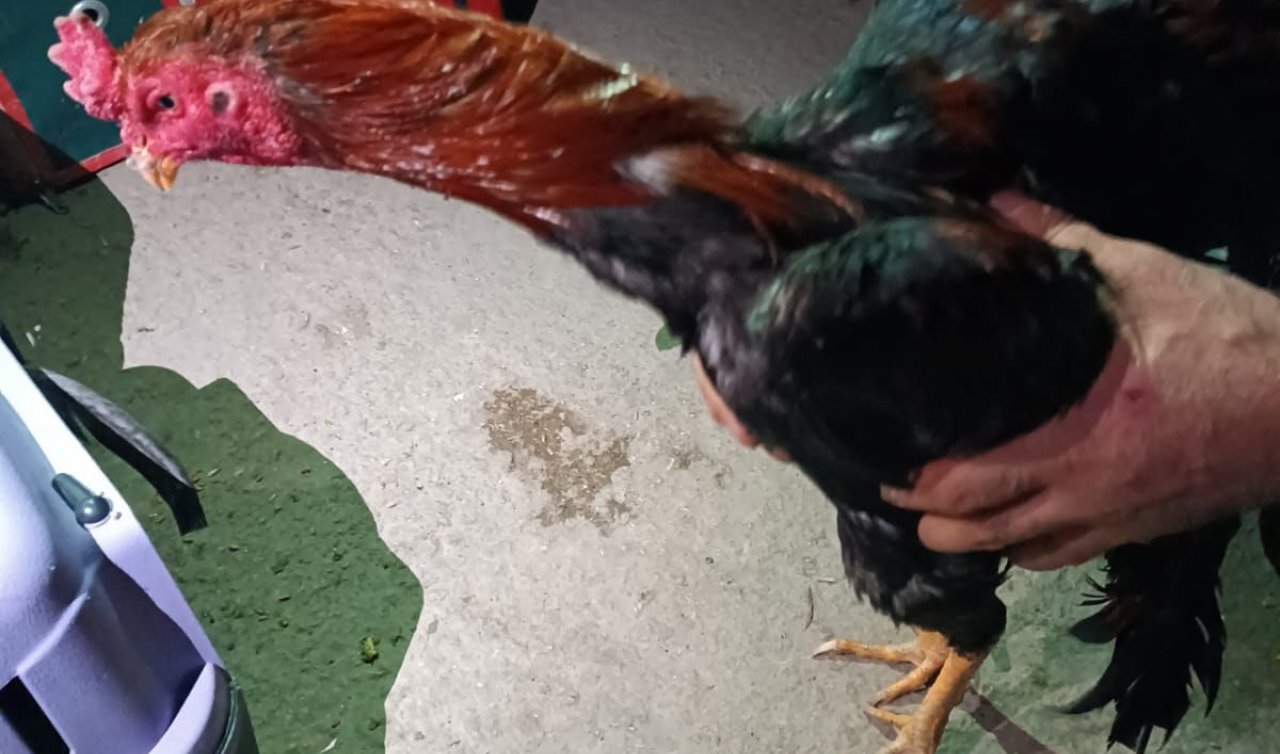 Konya’da Horoz Dövüşüne Polis Baskını: 9 Şüpheli Yakalandı