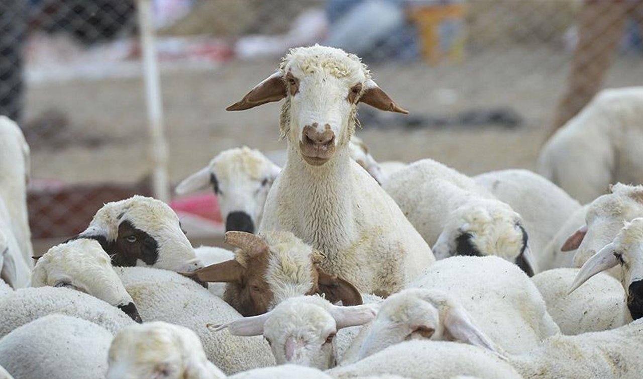 ’’Küçükbaş hayvan potansiyeli ülke genelinde 56 milyonu aştı“