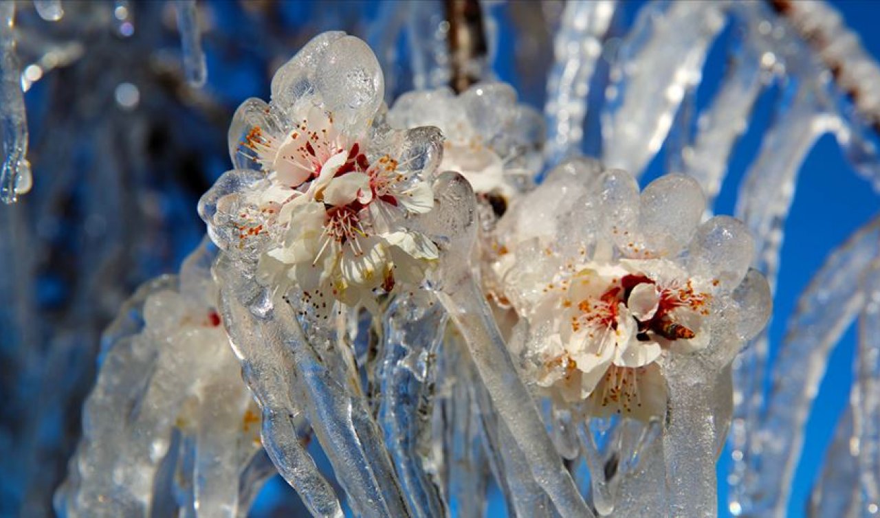 Konya’ya Zirai Don Uyarısı! Çiftçiler Dikkatli Olsun!