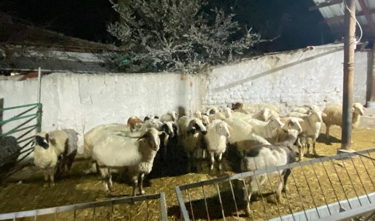Konya’da ahırdan 30 hayvan çalındı! Zanlı besicinin en yakın akrabası çıktı